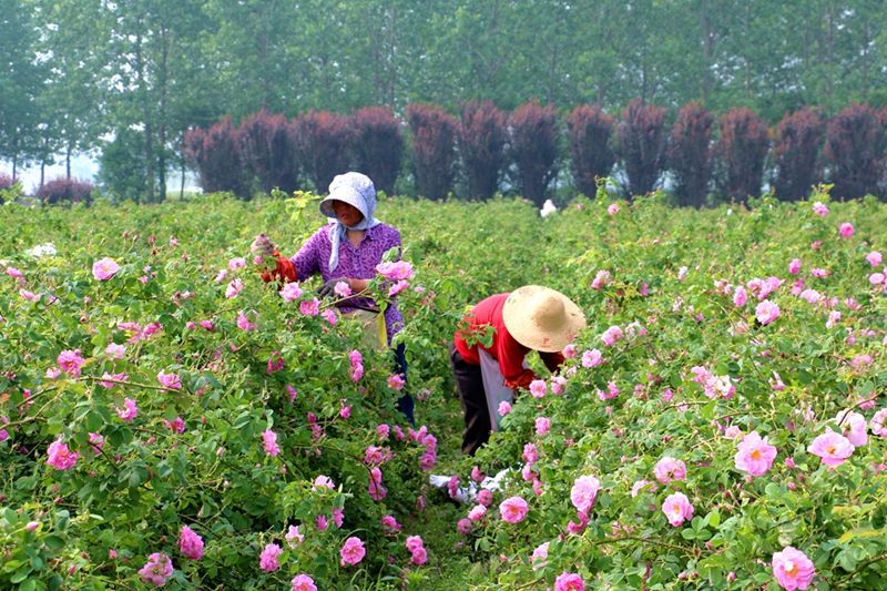 新曹农场公司工会开展玫瑰鲜花采摘劳动竞赛